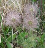 Смотреть изображение Pulsatilla bohemica