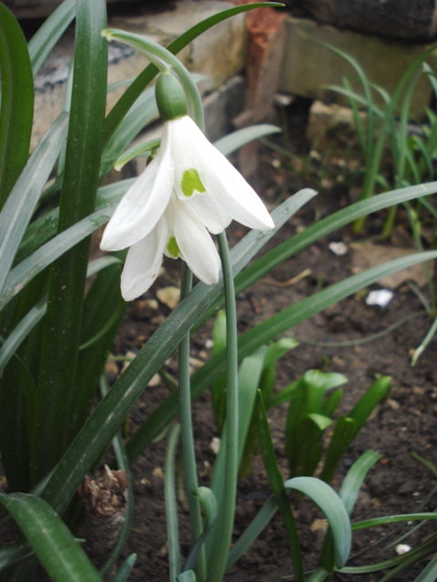 Image of Galanthus cilicicus specimen.