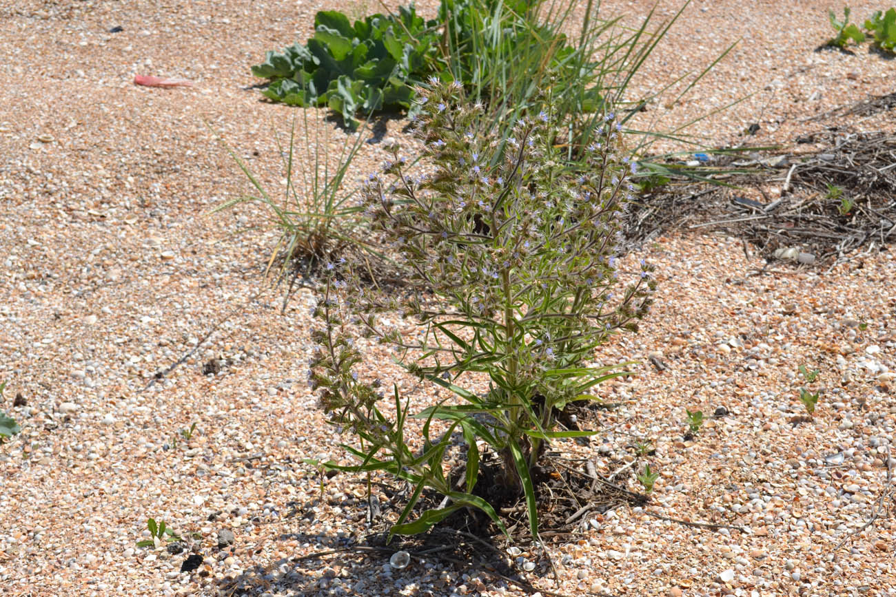 Image of Echium biebersteinii specimen.