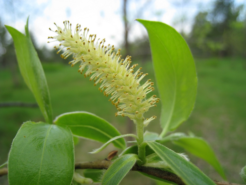 Image of Salix euxina specimen.