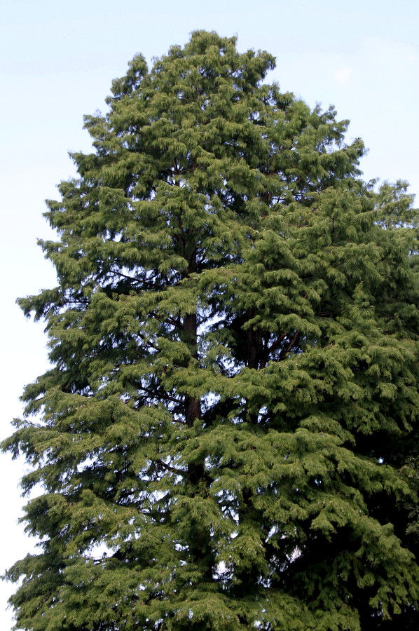 Изображение особи Taxodium distichum.