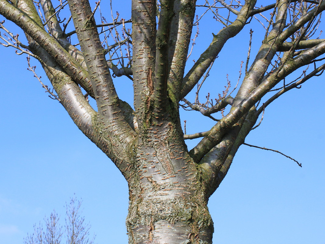 Image of Prunus serrulata specimen.