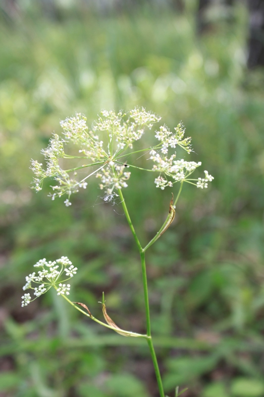 Image of Pimpinella nigra specimen.