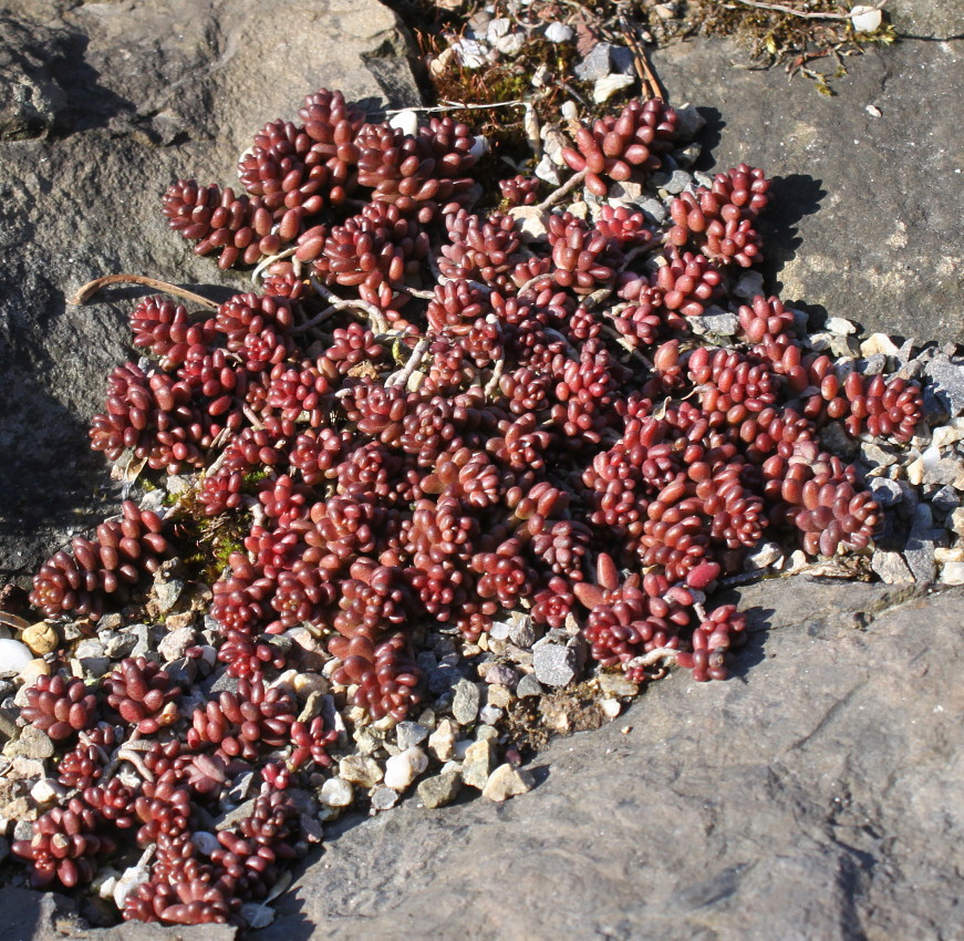 Image of Sedum album specimen.