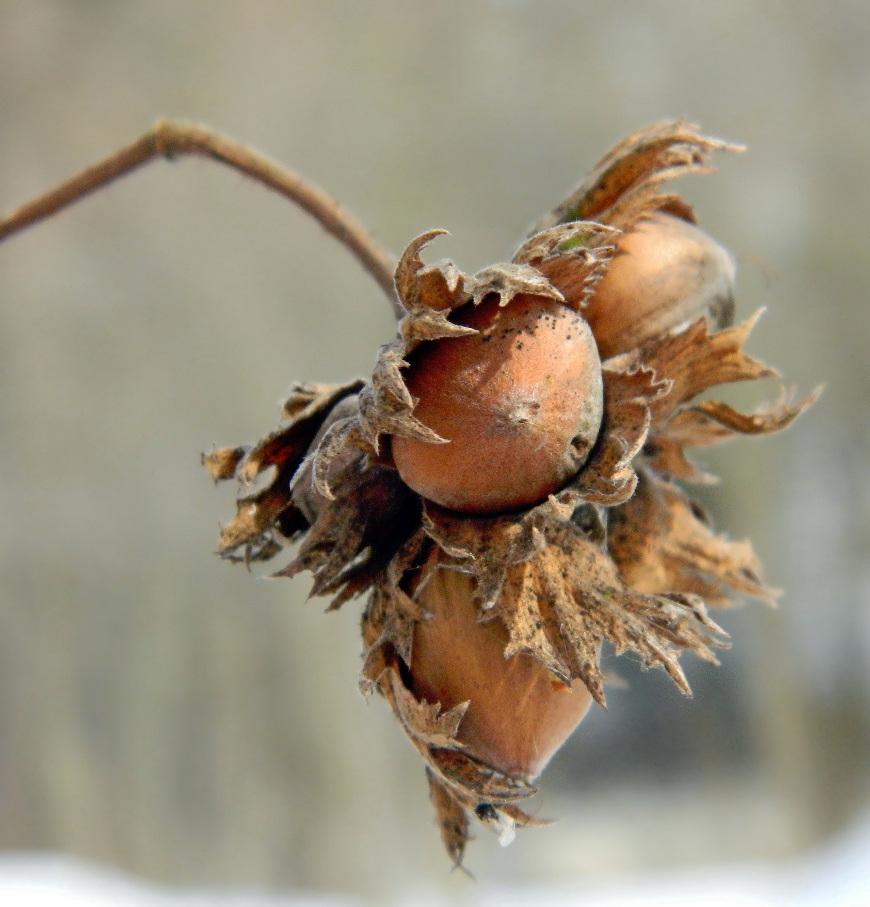 Image of Corylus avellana specimen.