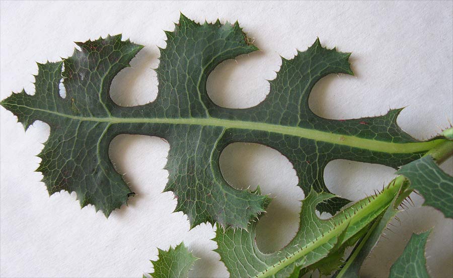 Image of Lactuca serriola specimen.