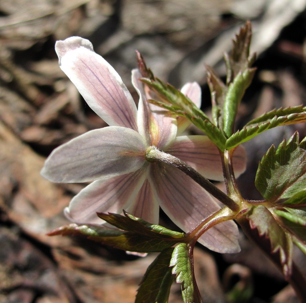 Изображение особи Anemone altaica.