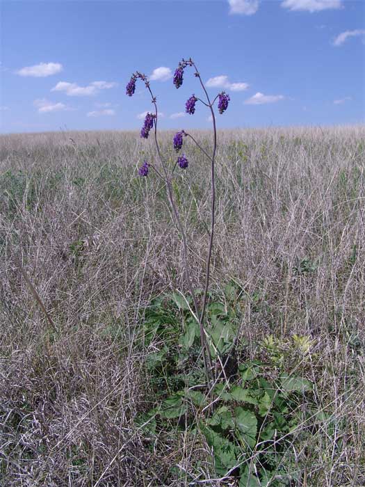 Изображение особи Salvia nutans.