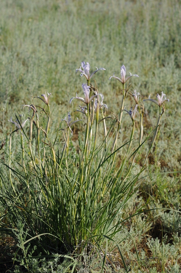 Image of Iris songarica specimen.