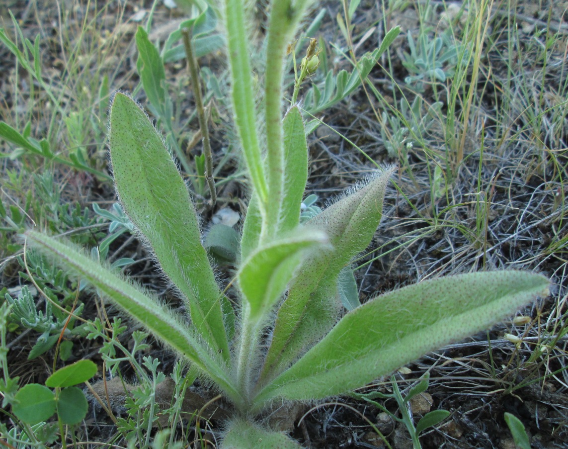 Image of genus Pilosella specimen.