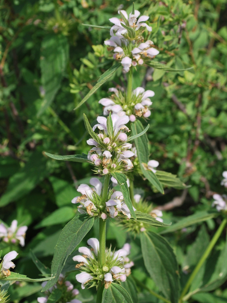 Изображение особи Stachyopsis oblongata.