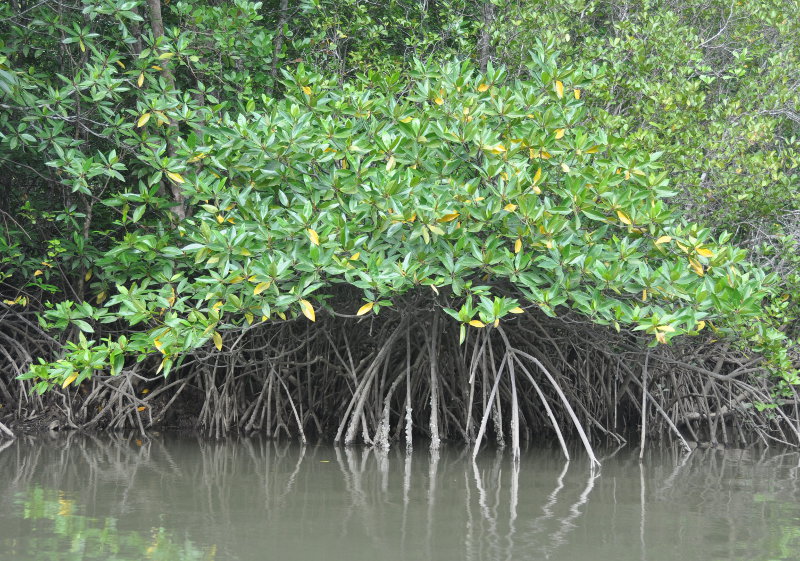 Image of Rhizophora mucronata specimen.