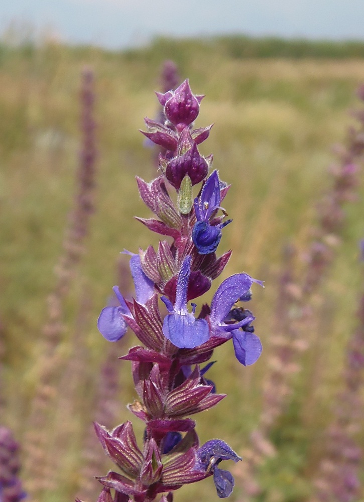 Изображение особи Salvia tesquicola.