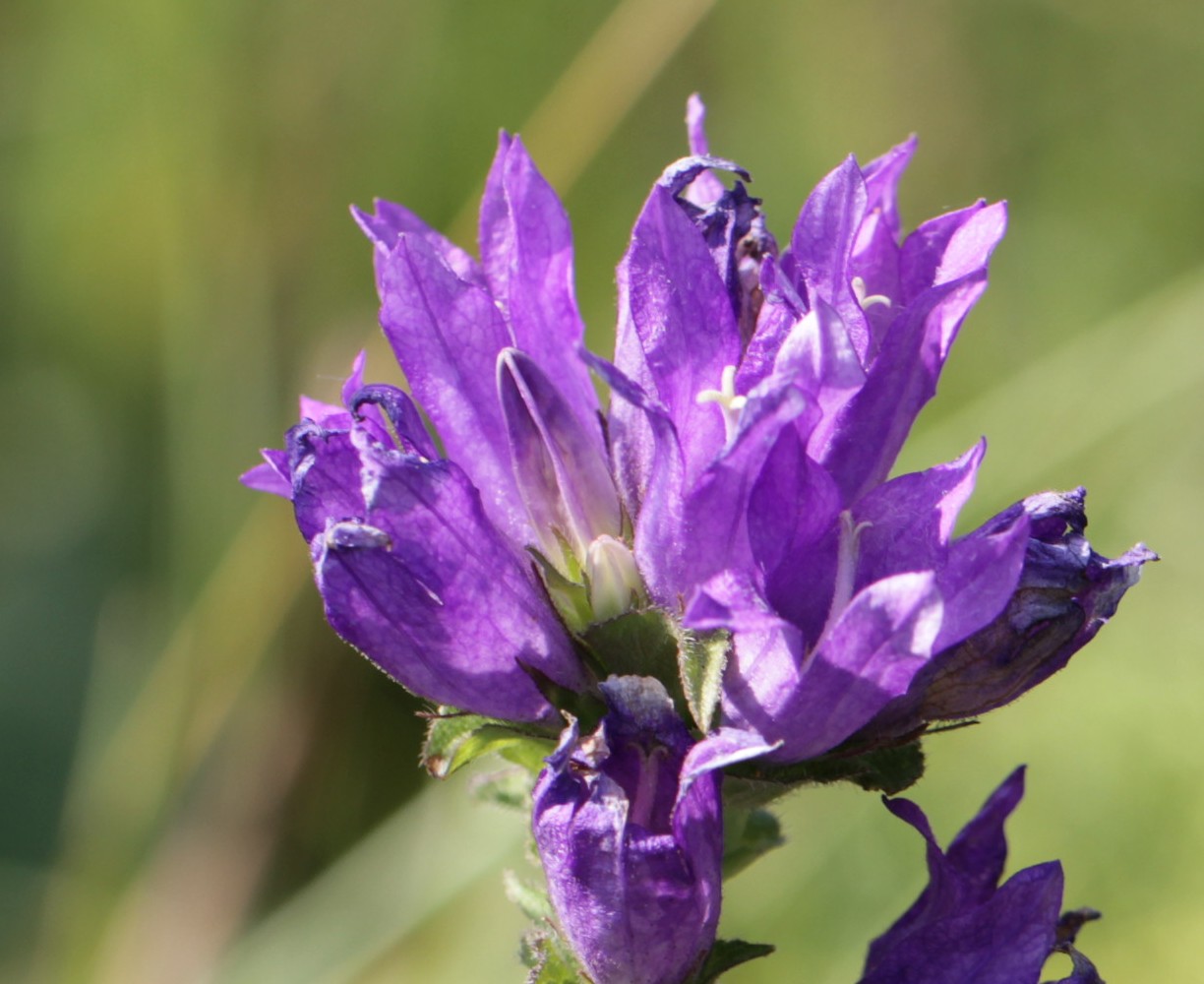 Image of Campanula glomerata specimen.