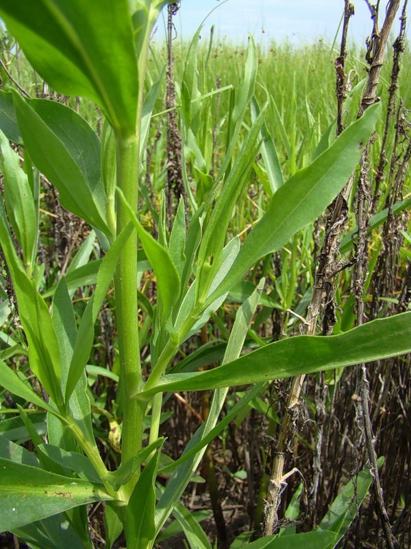 Image of Tripolium pannonicum specimen.