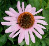 Echinacea purpurea. Соцветие. Германия, г. Krefeld, Ботанический сад. 06.08.2013.