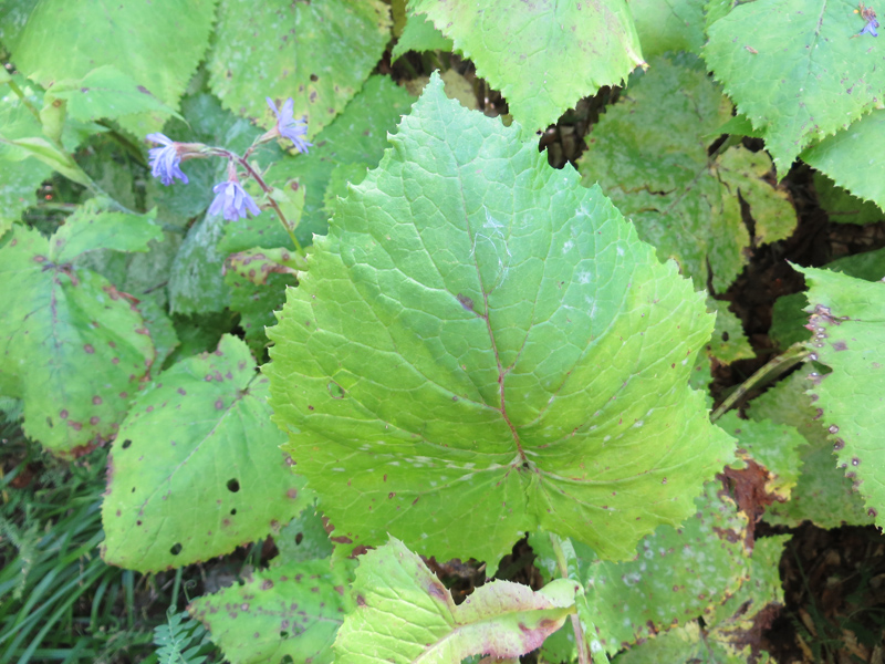 Image of Cicerbita petiolata specimen.