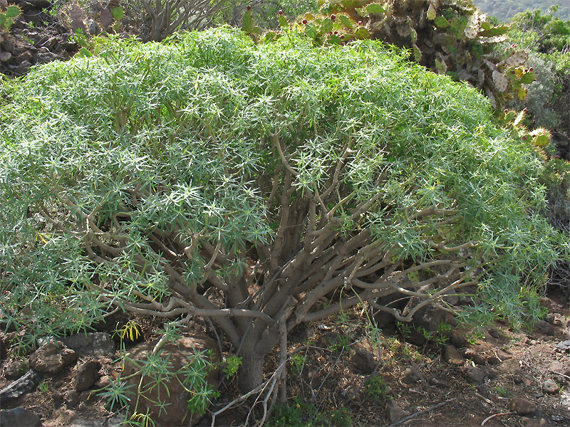 Изображение особи Euphorbia lamarckii.