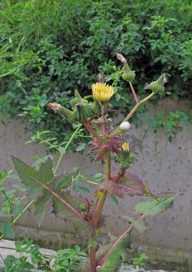 Изображение особи Sonchus oleraceus.