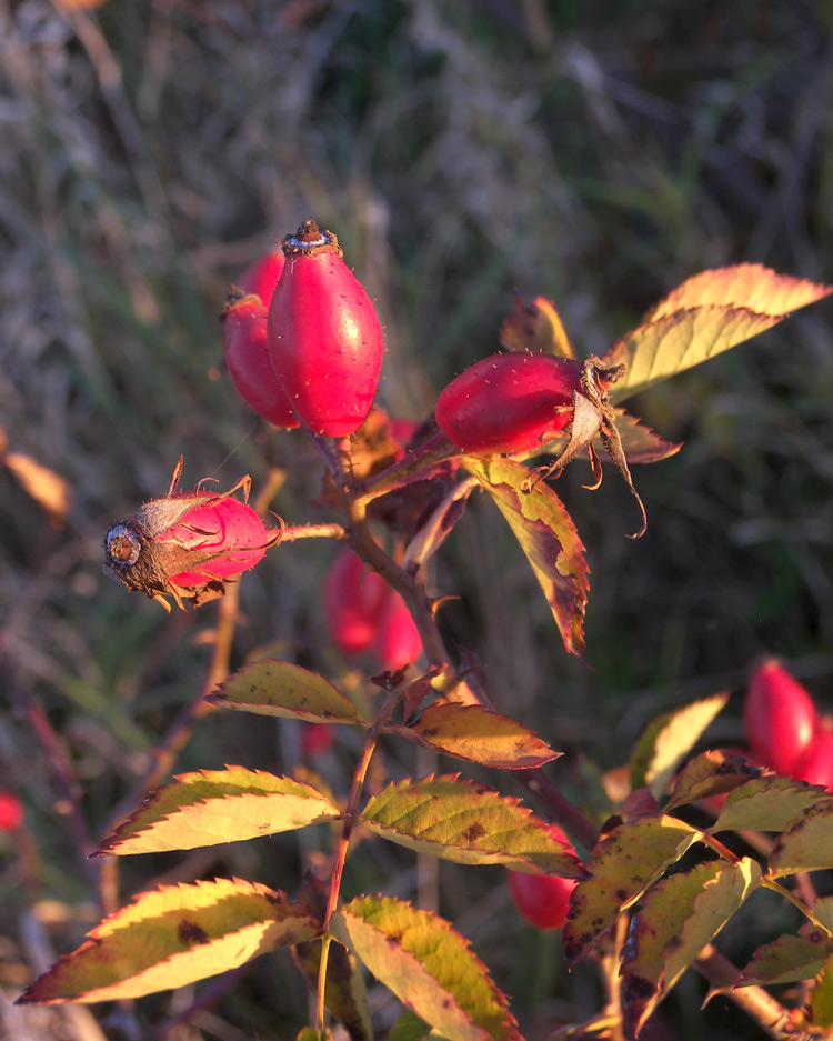 Image of Rosa canina var. hispida specimen.