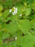 Alliaria petiolata