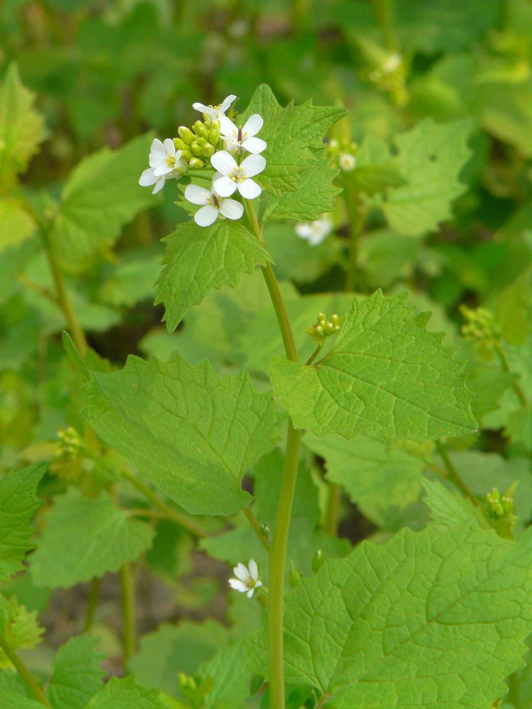 Изображение особи Alliaria petiolata.