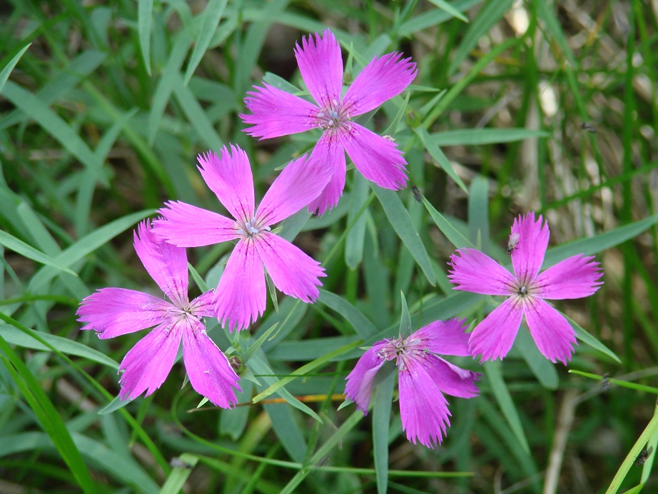 Изображение особи Dianthus versicolor.