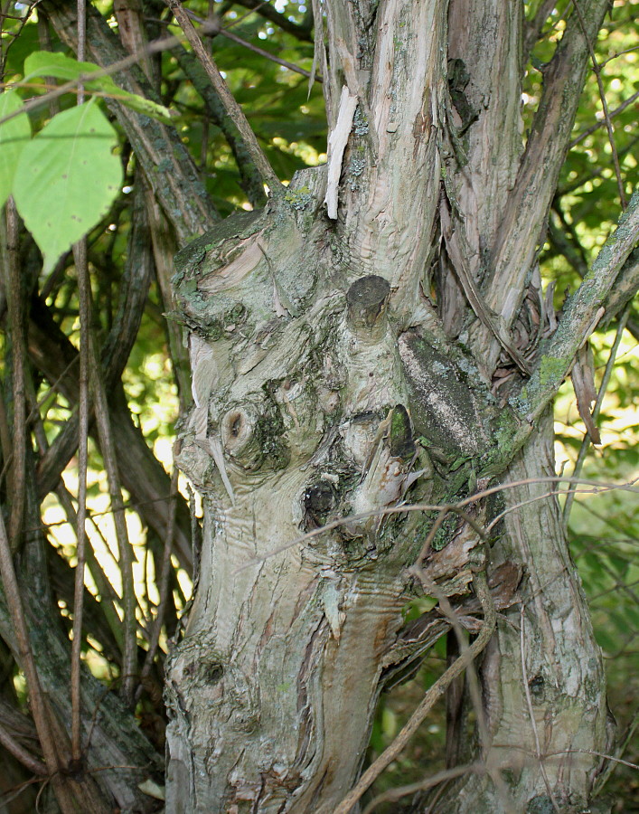 Image of genus Lonicera specimen.