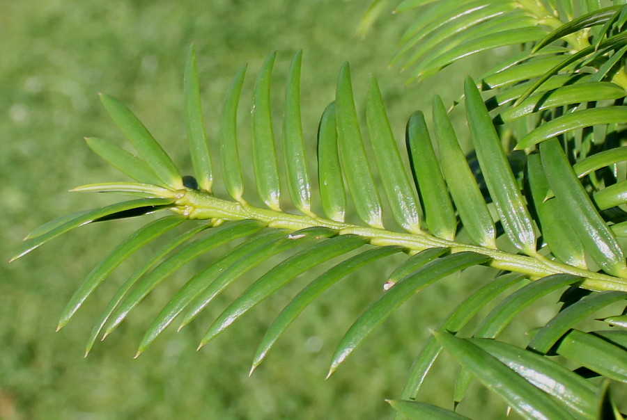 Image of Torreya nucifera specimen.