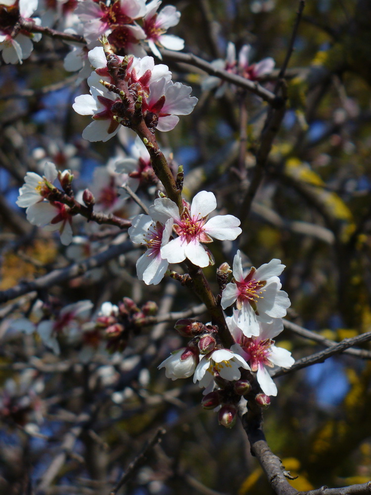 Изображение особи Amygdalus communis.