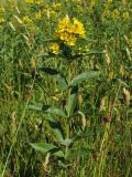 Lysimachia vulgaris