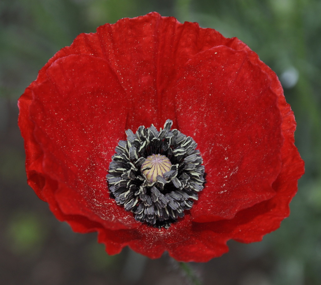 Image of Papaver rhoeas specimen.