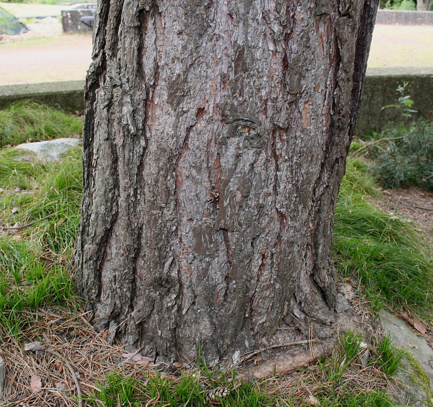 Изображение особи Pinus sylvestris.