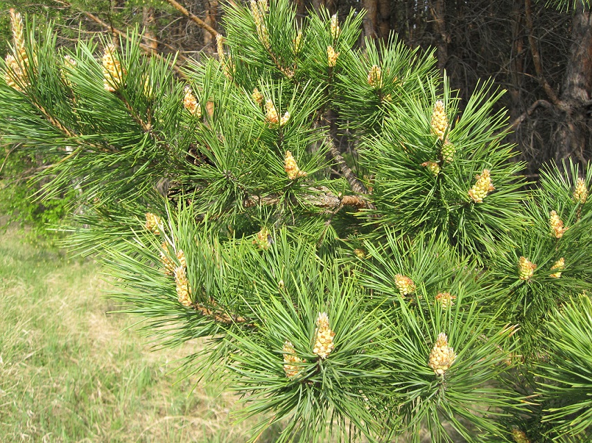 Изображение особи Pinus sylvestris.