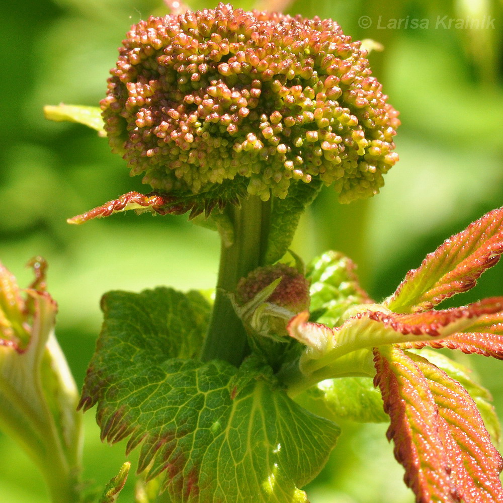 Image of Filipendula palmata specimen.