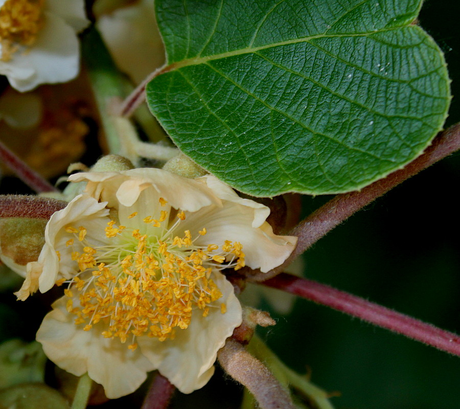 Image of Actinidia chinensis var. deliciosa specimen.