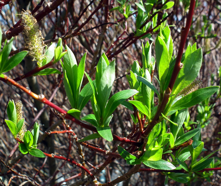 Изображение особи Salix phylicifolia.