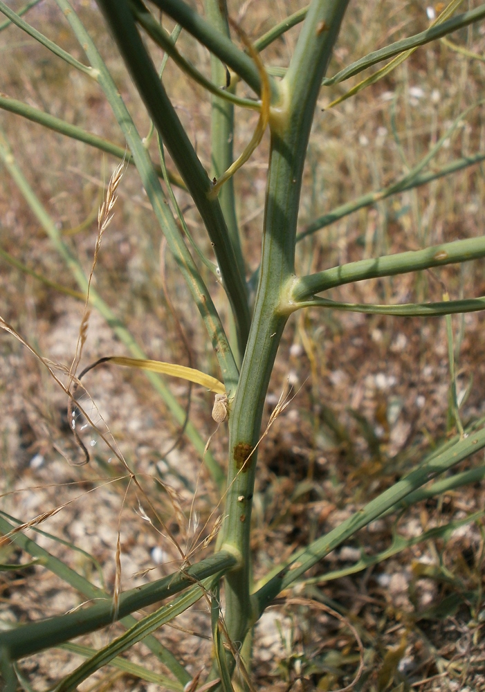 Image of Chondrilla juncea specimen.