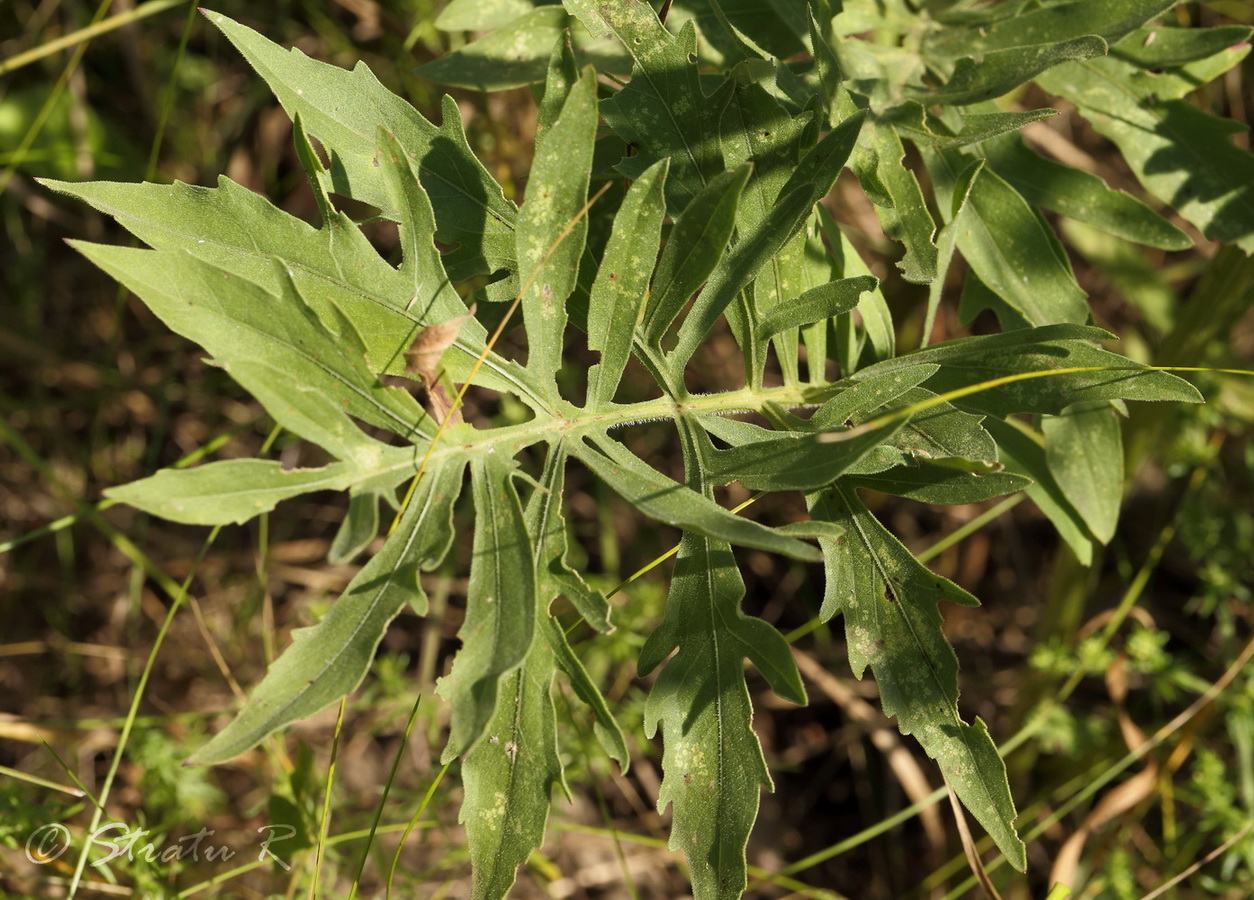 Изображение особи Centaurea adpressa.