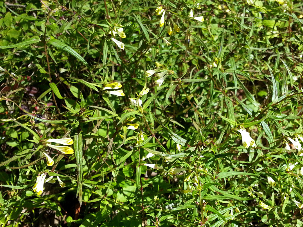 Image of Melampyrum pratense specimen.