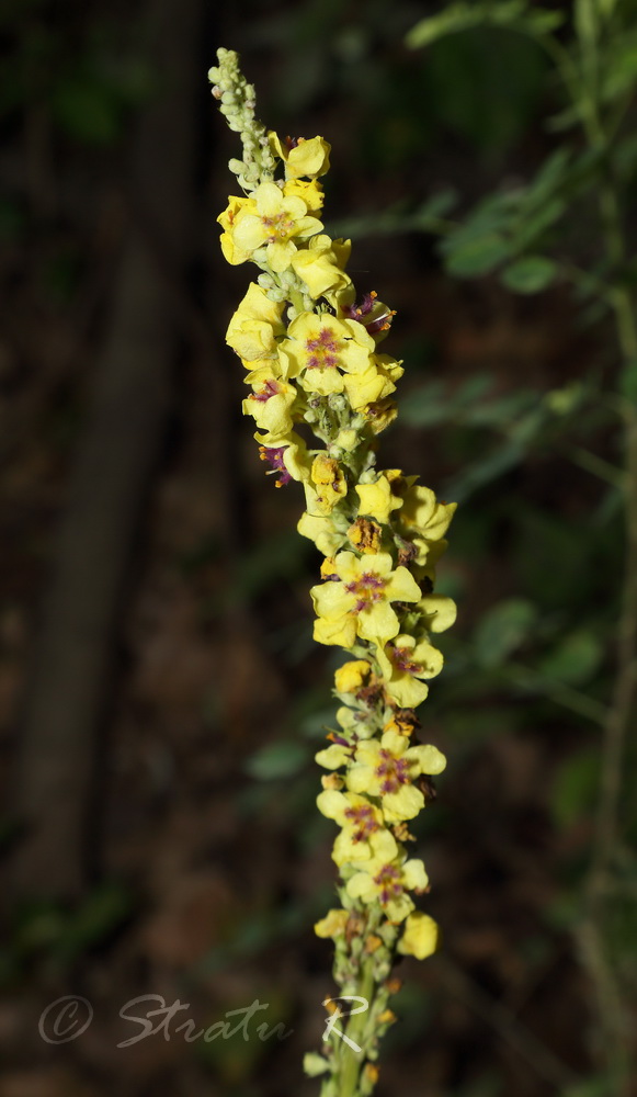 Image of Verbascum nigrum specimen.