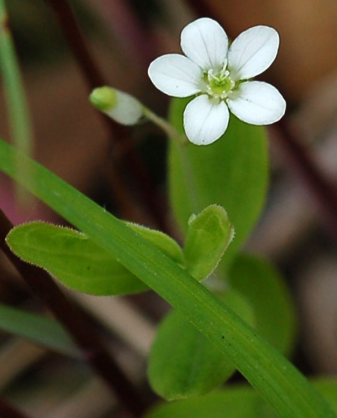 Image of Moehringia lateriflora specimen.