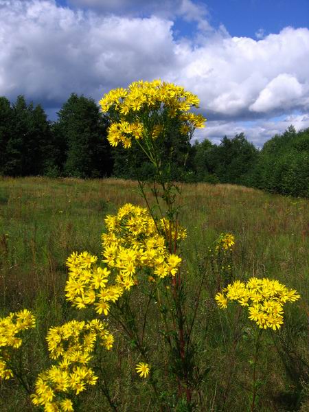 Image of Senecio jacobaea specimen.