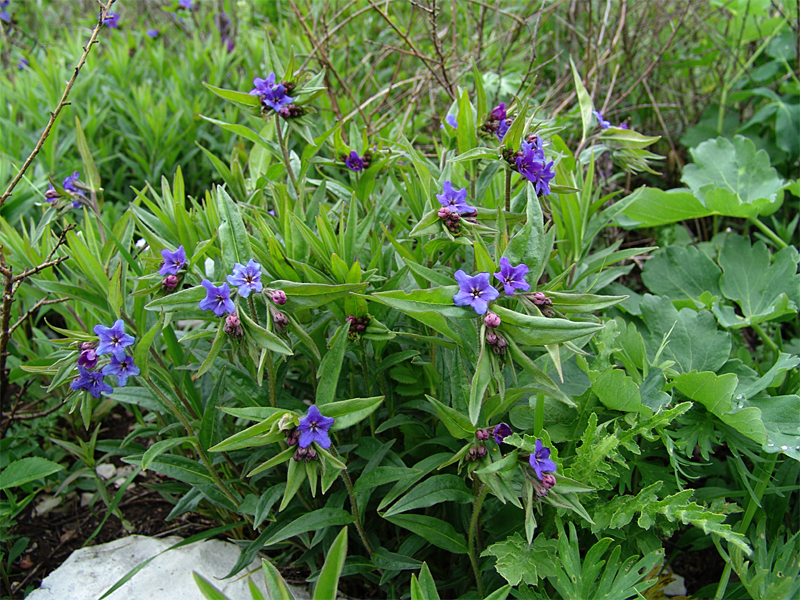 Image of Aegonychon purpureocaeruleum specimen.