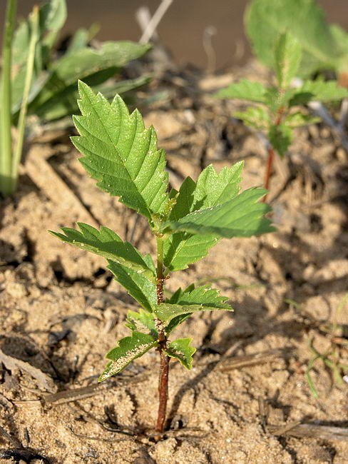 Изображение особи Ulmus glabra.