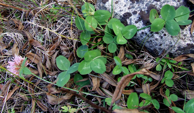 Image of Trifolium pratense specimen.