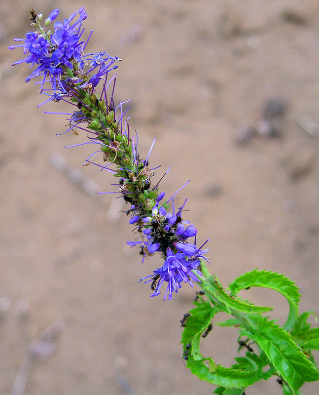 Image of Veronica longifolia specimen.