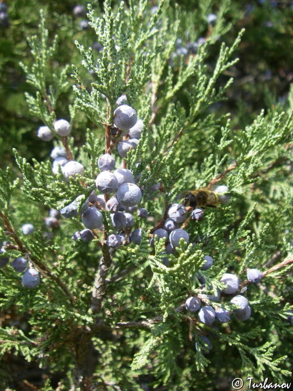 Image of Juniperus excelsa specimen.