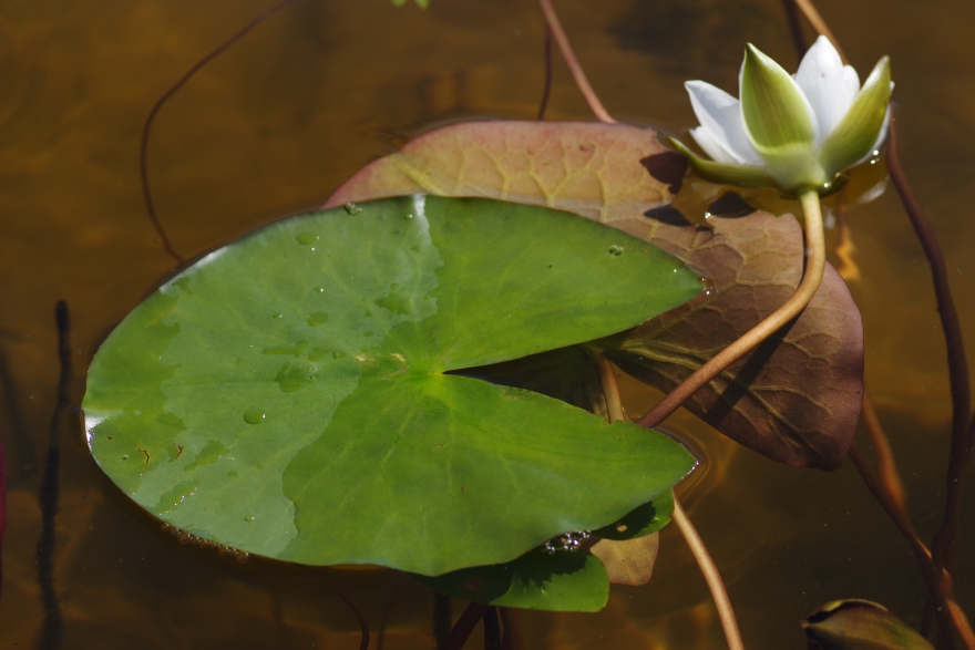 Изображение особи Nymphaea candida.