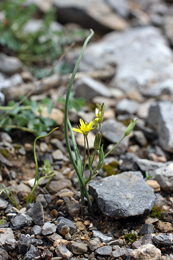 Image of genus Gagea specimen.